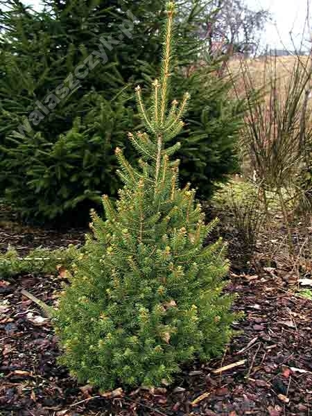 Picea abies 'Remontii'